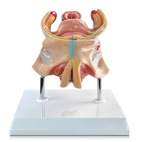 Image of Human Female Genitalia Organ Anatomical Model, Life-Size 4 Parts Female Genital System Anatomical Model with Colorful Manual and Stand for Medical Science Education Study or Teaching