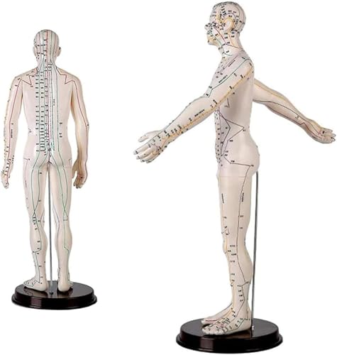 Mannequin de point corporel MTC de 50cm pour formation au massage - 6