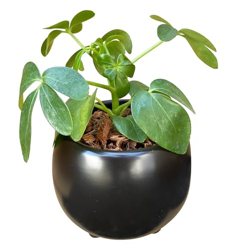 Ԃ̃Mtg J|bN ϗtA ~j { A ȒP y A Mtg O[ 