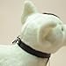 SMJWH Lindo Bull Terrier Imagen de SMJWH Lindo Bull Terrier