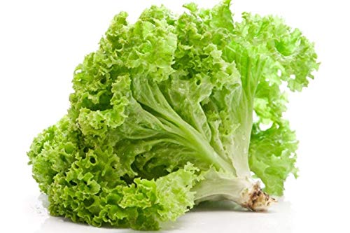 SimXotic Lettuce Green (Salad Patta) Vegetables Premium Seeds - Pack of 50 Hybrid Seeds (B08JKJ94C2) Amazon Price History, Amazon Price Tracker