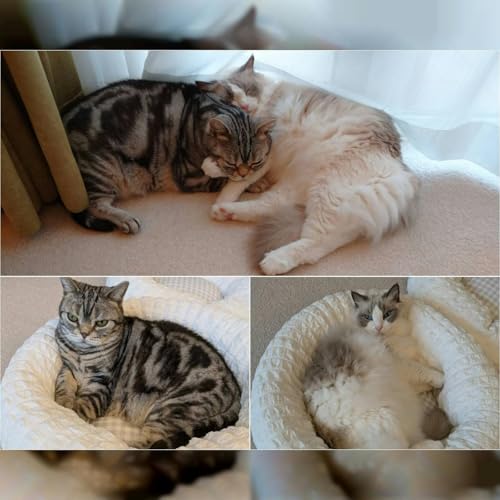 迎春🎁朝みみ！福袋・小林幸子スペシャル ！！！ワンちゃん用🐶ネコちゃん🐱用