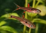 6 Pack - Dwarf Rasbora Boraras Maculatus Live Freshwater Aquarium Fish