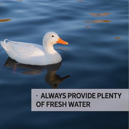Duck Grower Feed for Growing Ducklings | Soy-Free | 19% Protein | Certified Organic and Non-GMO | 40 lbs - Thumbnail 6
