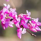 ITANSE ハナミズキ レッドビューティー 2年生 挿木苗 4号 1個売り【品種で選べる花木苗】学名:Cornus Florida/ミズキ科ミズキ属 耐寒性落葉中低木●多花性で半わい性の品種です。枝分かれが良く、お花がぎっしりと咲きます。花びらは濃紅色に白色のグラデーションがかかるところが魅力的で、秋には紅葉も楽しめます。丈夫で、コンパクトにまとまりやすい品種です。