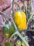 Rara 'piel de tigre' de la herencia amarilla grande de tomate Semillas Híbridas, paquete original de 200 semillas, comestibles Frutas Hortalizas sabrosos KK193