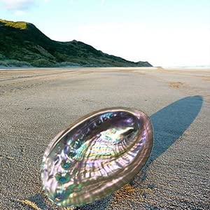 4-4.5 Inch Large Abalone Shell Bowl Natural Bulk Abalone Shell Smudge Bowl Incense Burner For Sage Burning #TOP5