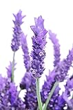 600+ Lavender Seeds for Planting - Heirloom Non-GMO USA Grown - English Lavender Vera Herb Seeds in