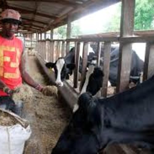 Kenya faces fodder shortages