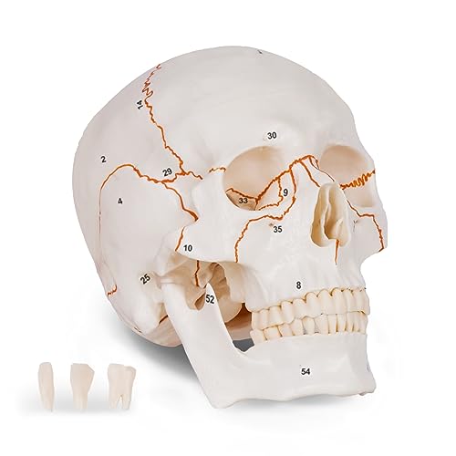 Image of breesky Anatomy Skull Model of Medical: 3-Parts Numbered Removable Anatomical Skull Model - Mini Human Skull Anatomical Model for Medical Research.