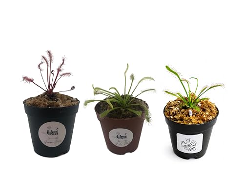 Cape Sundew (Drosera Capensis) 3-Pack Carnivorous Plants in 2" Pot