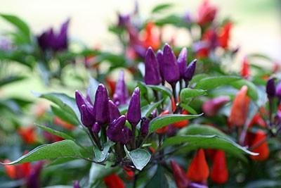 Creative Farmer Ornamental Seeds : Ornamental Chilli Seeds Garden At Home Garden [Home Garden Seeds Eco Pack] Plant Seeds (B078RFRX4Z) Amazon Price History, Amazon Price Tracker