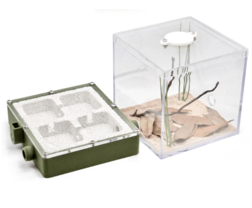 Esthetic Ants Medium Ytong Nest B, Ant Farm and Formicarium