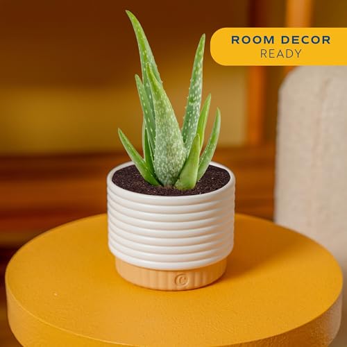 Image of Costa Farms Aloe Vera Live Plant in Decorative Pot, Easy to Maintain, Air Purifying Succulent Indoor Houseplant, Home, Room, or Office Decor, House Warming or Birthday Gift, 12-18 Inches Tall