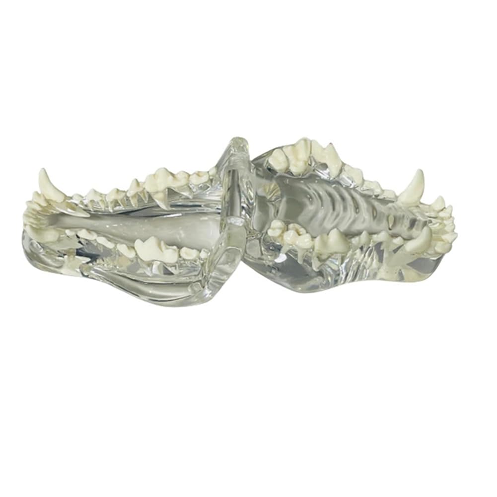 Anatomisches Modell mit transparenten Zähnen für Hunde, Zahntiere, Mundkiefer für tierärztliche Erziehungswerkzeuge (Hund), transparent