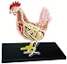 Modello anatomico di Pollo Giocattolo interattivo Genitore-Figlio Migliora l'abilità Pratica 4D Vision Giocattolo di assemblaggio Eccellente
