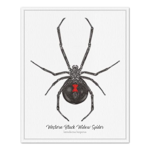 Western Black Widow Spider - Vintage, Modern, Antique, Scientific Illustration styles (Various Sizes) (8x10 inches, Modern)