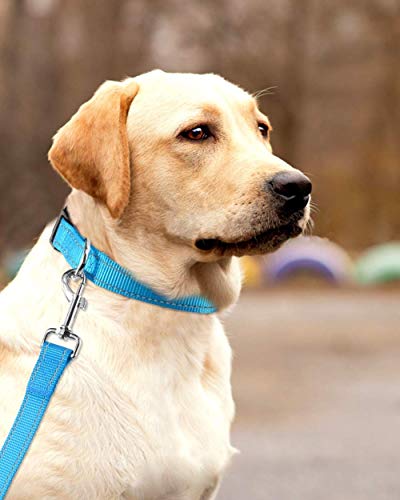 Image of Reflective Dog Collar with Buckle Adjustable Safety Nylon Collars for Small Medium Large Dogs, Blue L