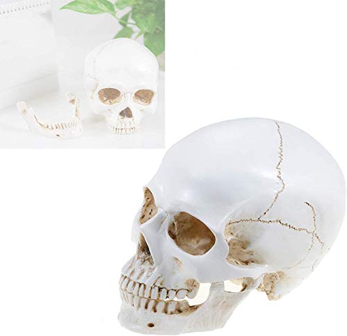 Large Size Retro Removable Human Skull Model Anatomical Medical Teaching Skeleton Head