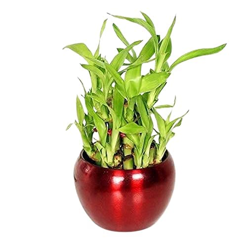 Unmukth Live 2 LAYER LUCKY BAMBOO PLANT IN RED BRASS METAL Planter (SIZE:- 3 INCH, COLOR:- RED Planter) (B09HZLDYBW) Amazon Price History, Amazon Price Tracker