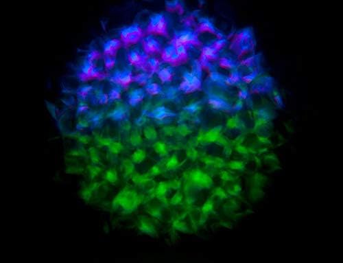 Miniatura 8 de Eliminator Lighting Unidad de luz de escenario, negro (Aqua LED 2.0)