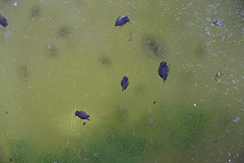 20 Blasenschnecken, Mindestgröße 3 mm, Futterschnecken für Fische, Krebse, Garnelen