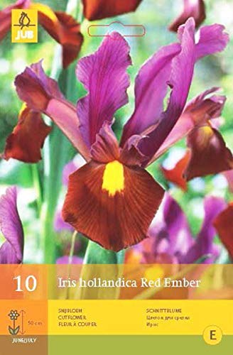 Portal Cool Iris Hollandica 'Red Ember' Bulbi X 10