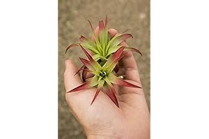 Air Plant Tillandsia 2 Pack Brachycaulos Red (2-3") Enhanced Garden in the City
