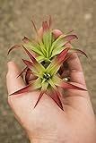 Air Plant Tillandsia 2 Pack Brachycaulos Red (2-3') Enhanced Garden in the City (Grown and Shipped from California)