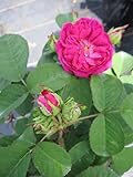 historische rosenschätze Rosa Rose de Resht online aus der Baumschule kaufen - Strauchrose Rose de Resht - Historische Rose günstig online bestellen