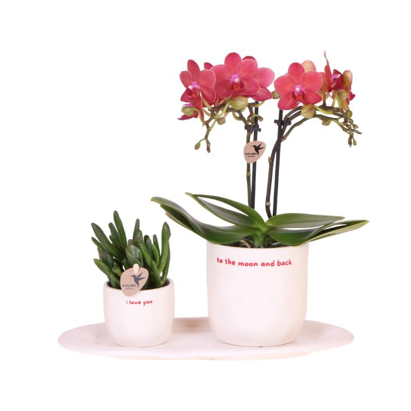 Phalaenopsis Orchidée Congo et succulentes sur plateau Cloud pour Saint-Valentin