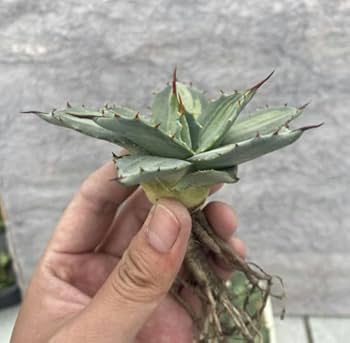 Amazon.co.jp: 多肉植物 吉祥天錦 アガベ パリー ホーチエンシス 10株