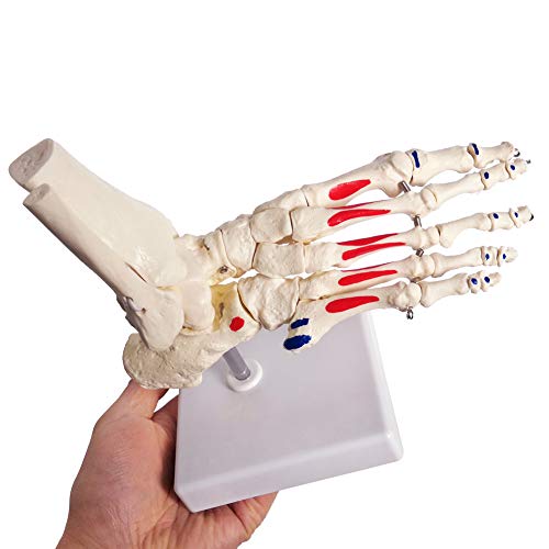 Evotech Scientific 09 Human Foot And Ankle Model thumb #4