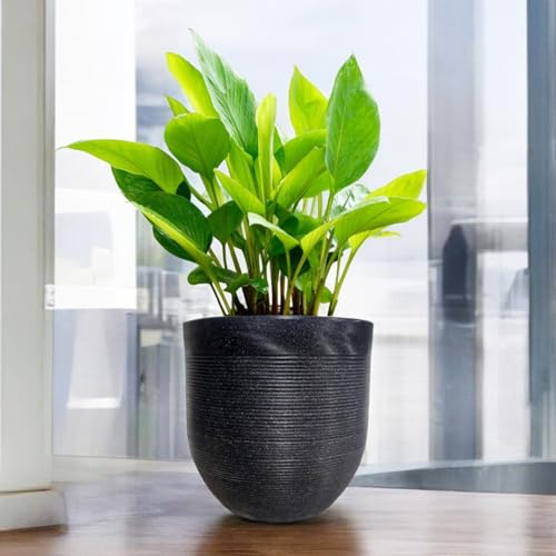 Image of Amazon Brand - Umi 10 Inch Large Plastic Planter Pot for Indoor Outdoor Plants | Big Size Garden Gamla UV Resistant Polymer Flower Pot | Black Decorative Pot for Balcony, Garden, Terrace & Home Decor