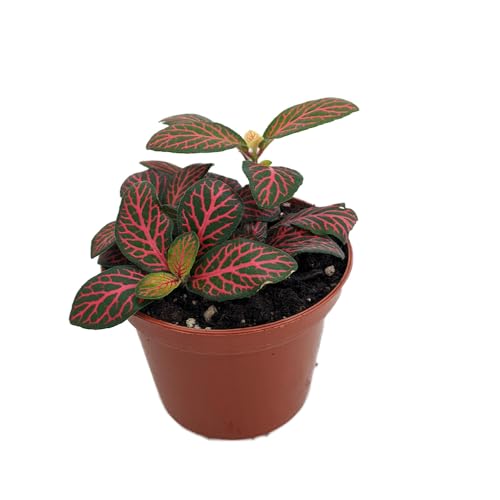 Mini Red Veined Nerve Plant - Fittonia - Easy House
