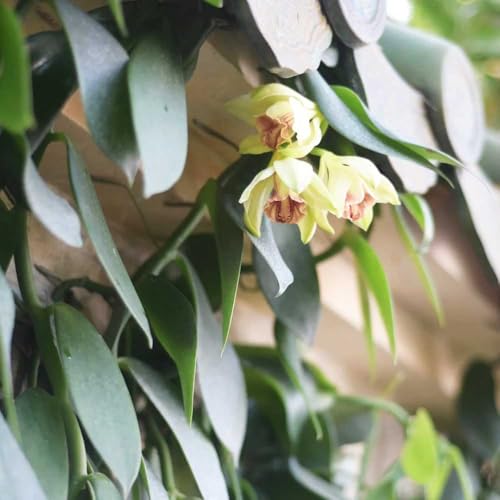 semillas vainilla planifolia decoración jardín interior silvestres, siembra otoño, Balcón jardín oficina verano 120pcs