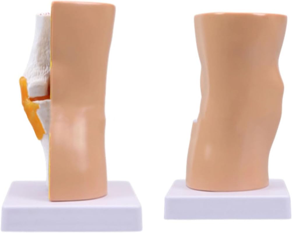 Generico Modello di Anatomia dell'Articolazione del Ginocchio Umano Ausilio Didattico Modello di Ginocchio Flessibile per Educazione Scientifica, Modello Didattico