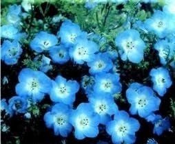 Just Seed - Flower - Nemophila menziesii Baby Blue Eyes - 800 Seeds