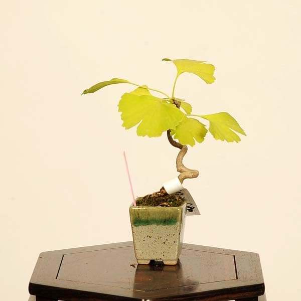 遊恵盆栽：銀杏(イチョウ)*現品 一点物 いちょう Icho bonsai ミニ盆栽