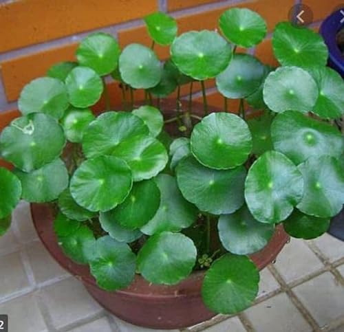 Seedtrees Chinese Money Plant Pilea Peperomioides Indoor Plant Live pack of 1
