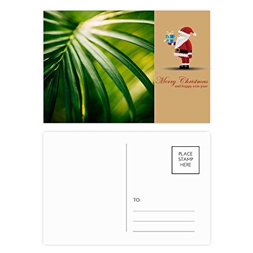 Cartes postales Sunshine Leaf en lot de 20 à offrir pour partager vos émotions