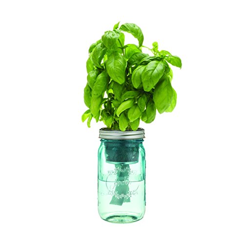 Modern Sprout Glass Jar Grow Set, Indoor Herb Garden Kit Seed Starter