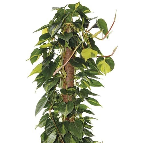 La zappa Tutore per piante rampicanti da interno bastone muschiato (Ø 5 x H 100 cm)