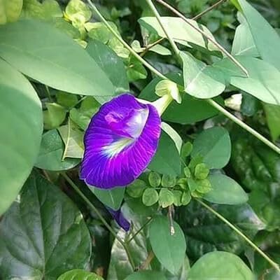 Image of Butterfly Pea Mixed Color Flower Seeds, 35 Count, Double and Single Petals, Medicinal Climbing Vine for Outdoor Garden, Shankhpushpi Hybrid Seeds with Blue, Red, Pink, Yellow Blooms. NLH 3
