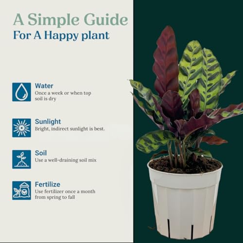 Rattlesnake Calathea Live Plant - Colorful Air Purifier - Image 5