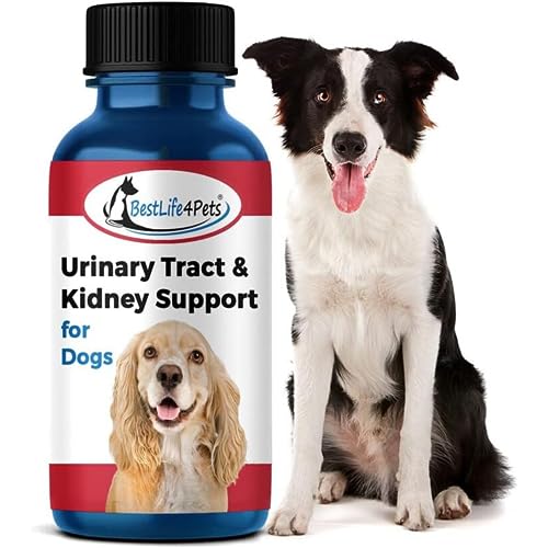 Get Rid of Urinary Infection in Your Dog with the Best Dog Food Top 10