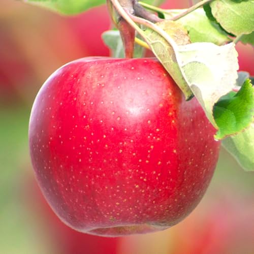 [先行予約] 早生ふじりんご 秀品 5kg りんご 令和 8年産 2026年産 果物 ※沖縄・離島への配送不可 sb-riwfx5