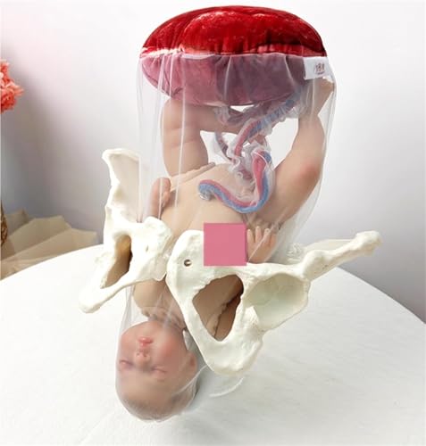 LKJUIO Birth Midwifery Training Model Simulator, Childbirth Demonstration Pelvic Model, Fetus/Umbilical Cord/Placenta-Childbirth Simulator, for Obstetrics Gynecology Patient Com,C
