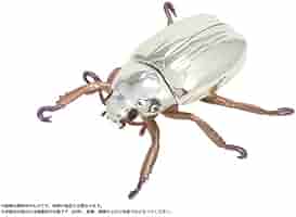 プラチナコガネ2種　ラベル無し プラチナコガネ2種 ラベル無し 2025,3/11新着WILD 超Ultimate8