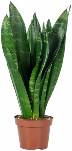 Sansevière - Planta de interior de fácil cuidado, Sansevieria tri...